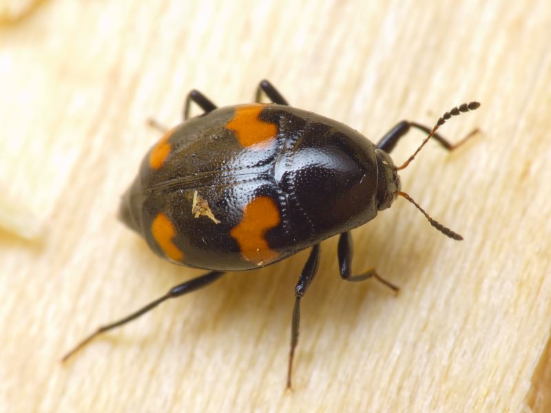 Scaphidium quadrimaculatum Olivier, 1790